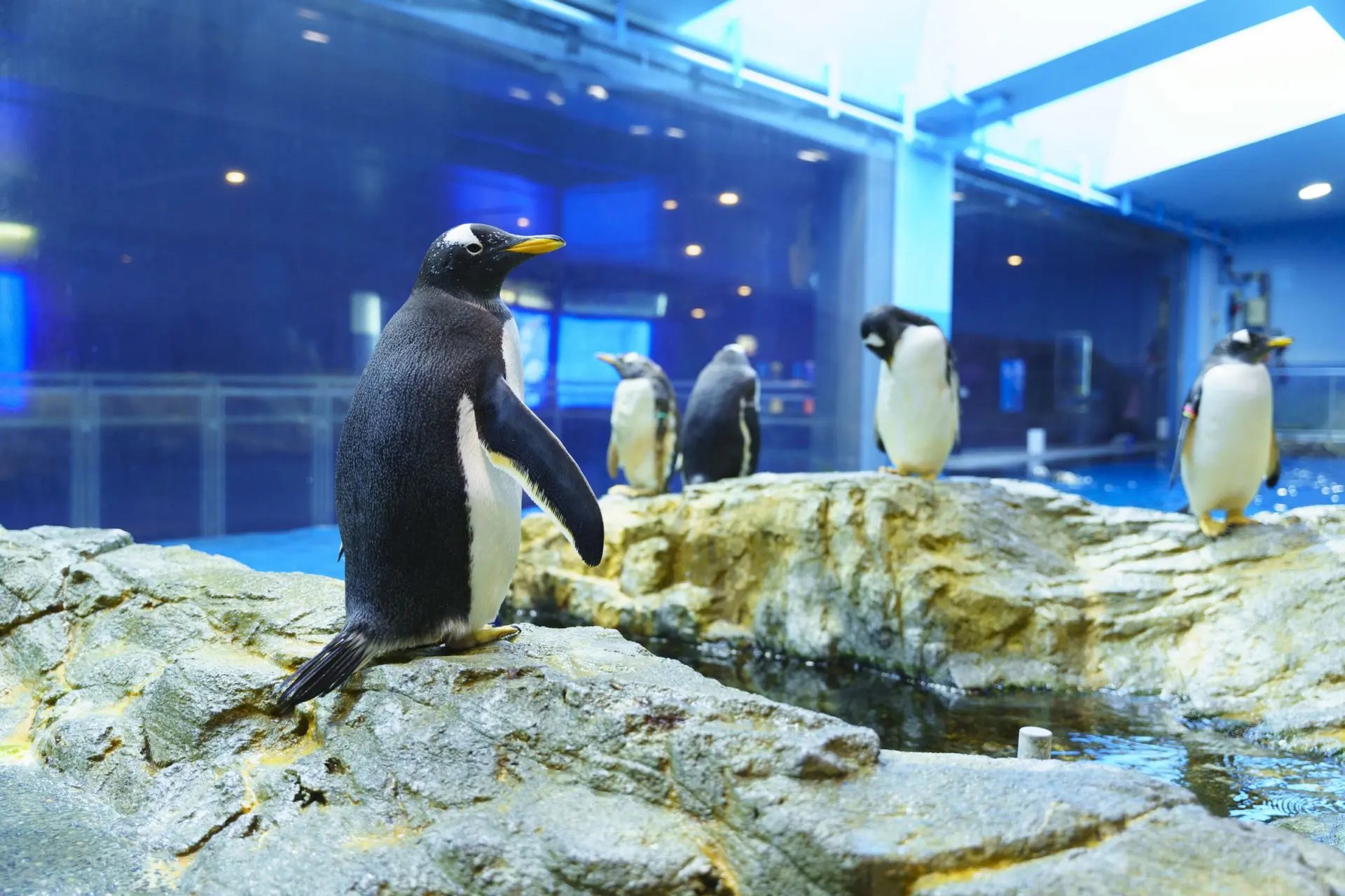 🐧 나가사키 펭귄 수족관 이미지 9